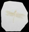 Fossil Dragonfly (Cymatophlebia) - Solnhofen Limestone #50832-1